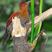 Banded Woodpecker